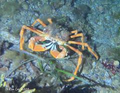 Leptomithrax gaimardii