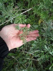 Artemisia