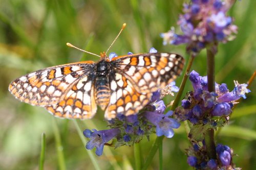 iNaturalist observation photo of Edith's Checkerspot