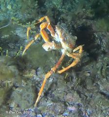 Leptomithrax gaimardii