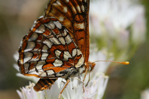 iNaturalist observation photo of Edith's Checkerspot