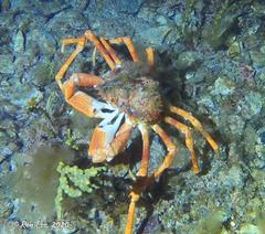 Leptomithrax gaimardii