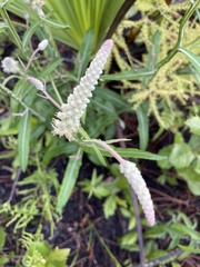 Pterocaulon