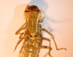 Anax imperator