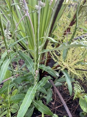 Pterocaulon