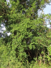 Rhoicissus rhomboidea