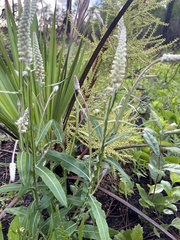 Pterocaulon