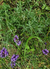 Lavandula angustifolia