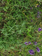 Lavandula angustifolia