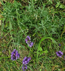 Lavandula angustifolia
