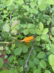 Phragmidium rosae-multiflorae