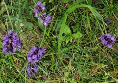 Lavandula angustifolia