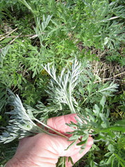 Artemisia