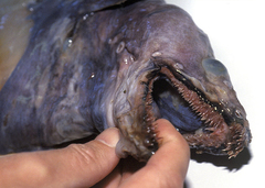 Large-Toothed Conger photo 3