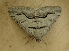 Digrammia decorata
