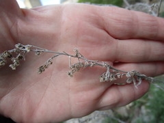 Artemisia