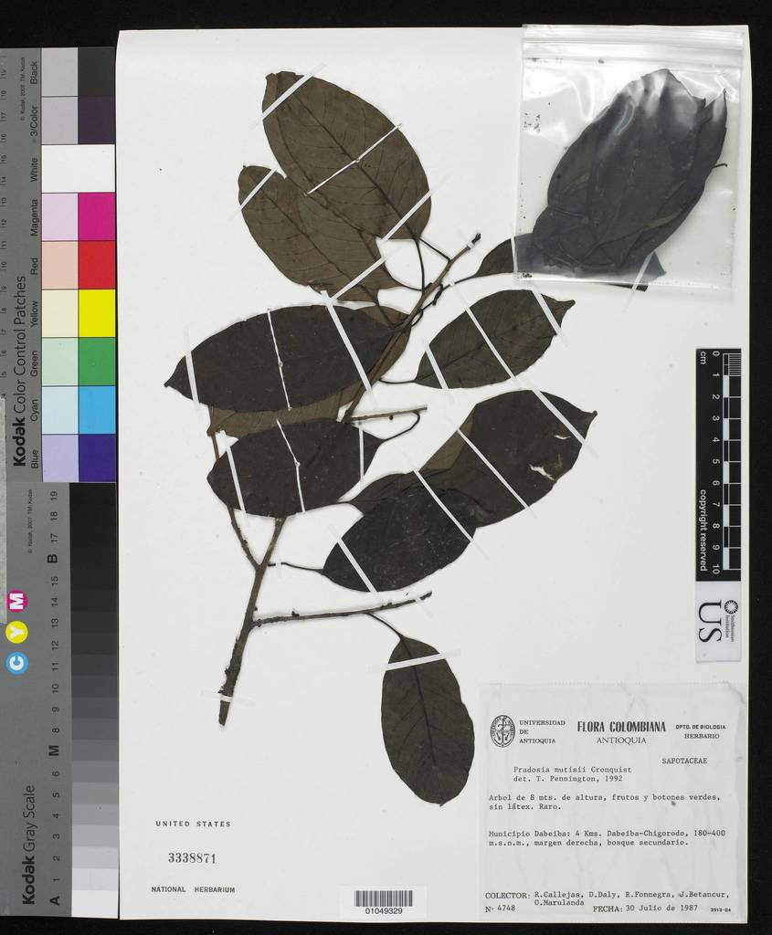 Pradosia mutisii