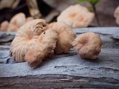Marasmiellus alliiodorus