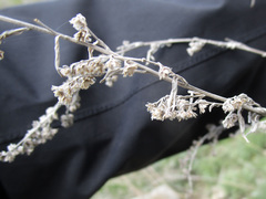 Artemisia