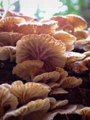 Marasmiellus alliiodorus