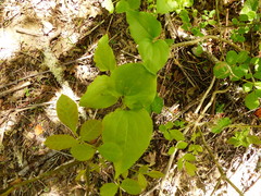Smilax californica