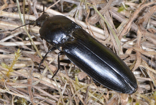 Melanactes densus