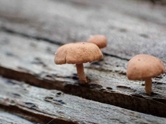 Marasmiellus alliiodorus
