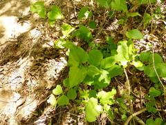 Smilax californica