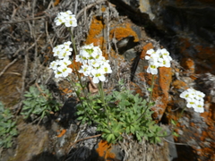 Schivereckia podolica
