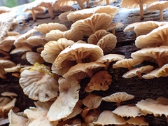 Marasmiellus alliiodorus