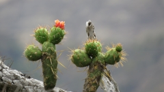 Austrocylindropuntia
