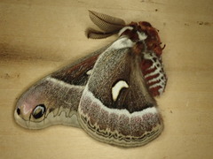 Hyalophora euryalus × gloveri