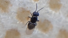 Encyrtinae