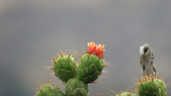 Austrocylindropuntia
