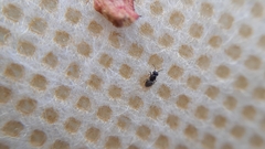 Encyrtinae