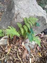 Macrothelypteris