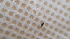 Encyrtinae
