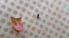 Encyrtinae