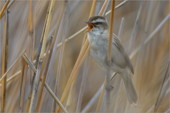 Acrocephalus melanopogon