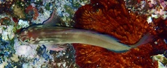 Redlip Blenny photo 4