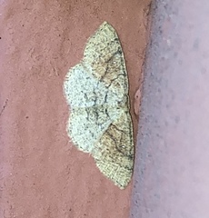 Cyclophora dataria
