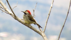 Colaptes atricollis