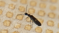 Malthininae