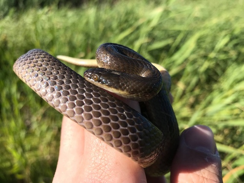 Photo of a Brown Water Snake (rufulus) (Lycodonomorphus rufulus)