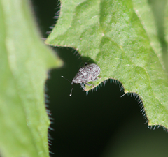 Ceutorhynchus pallidactylus