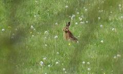 Lepus europaeus