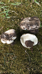 Russula