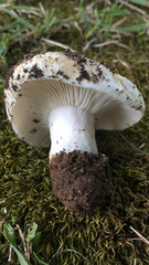 Russula