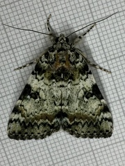 Catocala connubialis