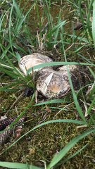 Russula